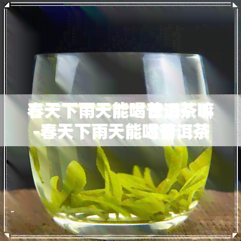 春天下雨天能喝普洱茶嘛-春天下雨天能喝普洱茶嘛女生