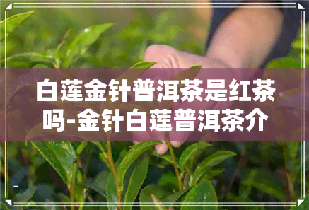 白莲金针普洱茶是红茶吗-金针白莲普洱茶介绍