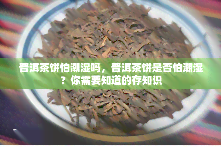 普洱茶饼怕潮湿吗，普洱茶饼是否怕潮湿？你需要知道的存知识