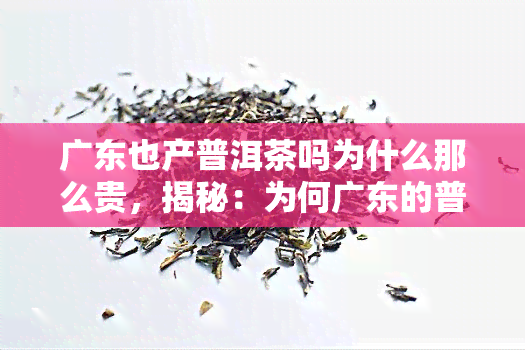 广东也产普洱茶吗为什么那么贵，揭秘：为何广东的普洱茶价格如此昂贵？