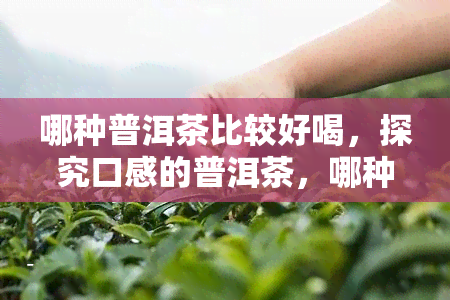 哪种普洱茶比较好喝，探究口感的普洱茶，哪种更胜一筹？