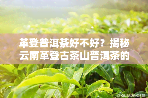 革登普洱茶好不好？揭秘云南革登古茶山普洱茶的独特口感与特点