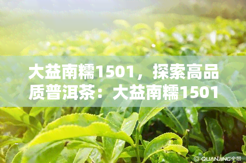 大益南糯1501，探索高品质普洱茶：大益南糯1501的口感与历