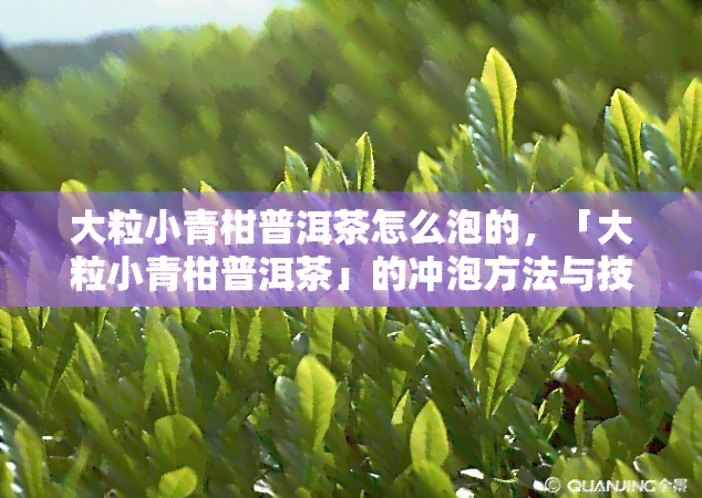 大粒小青柑普洱茶怎么泡的，「大粒小青柑普洱茶」的冲泡方法与技巧