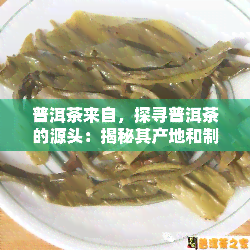 普洱茶来自，探寻普洱茶的源头：揭秘其产地和制作过程