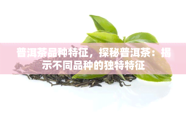 普洱茶品种特征，探秘普洱茶：揭示不同品种的独特特征