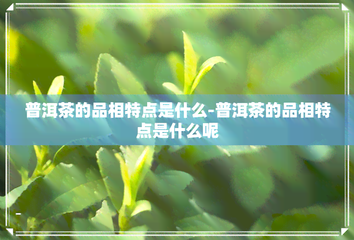 普洱茶的品相特点是什么-普洱茶的品相特点是什么呢