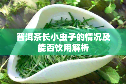 普洱茶长小虫子的情况及能否饮用解析