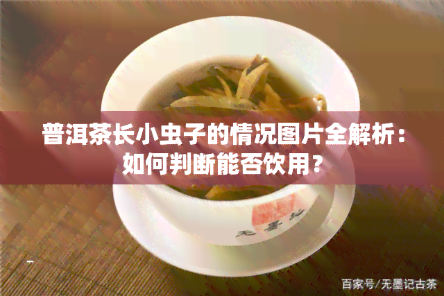 普洱茶长小虫子的情况图片全解析：如何判断能否饮用？