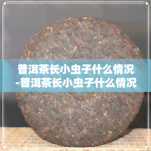 普洱茶长小虫子什么情况-普洱茶长小虫子什么情况啊