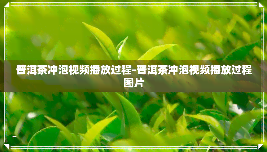 普洱茶冲泡视频播放过程-普洱茶冲泡视频播放过程图片