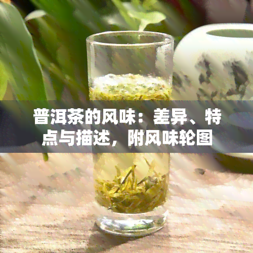 普洱茶的风味：差异、特点与描述，附风味轮图