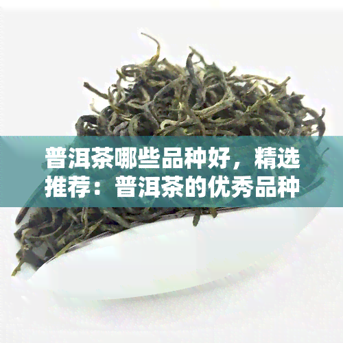 普洱茶哪些品种好，精选推荐：普洱茶的优秀品种一览