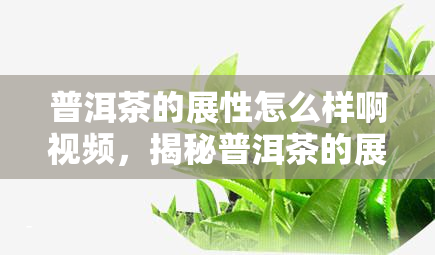 普洱茶的展性怎么样啊视频，揭秘普洱茶的展性：视频解析