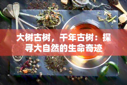 大树古树，千年古树：探寻大自然的生命奇迹