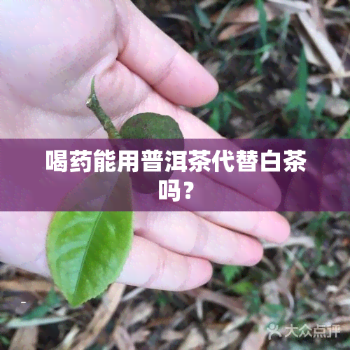 喝能用普洱茶代替白茶吗？