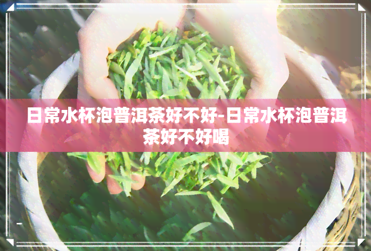 日常水杯泡普洱茶好不好-日常水杯泡普洱茶好不好喝