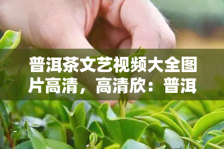 普洱茶文艺视频大全图片高清，高清欣：普洱茶文艺视频大全图片集锦