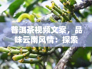 普洱茶视频文案，品味云南风情：探索普洱茶的制作过程与文化内涵