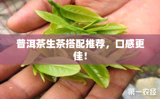 普洱茶生茶搭配推荐，口感更佳！