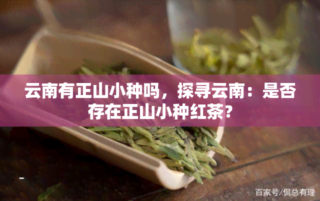 云南有正山小种吗，探寻云南：是否存在正山小种红茶？