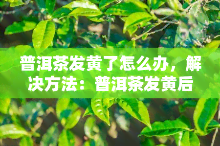 普洱茶发黄了怎么办，解决方法：普洱茶发黄后该如何处理？