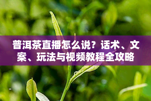 普洱茶直播怎么说？话术、文案、玩法与视频教程全攻略！