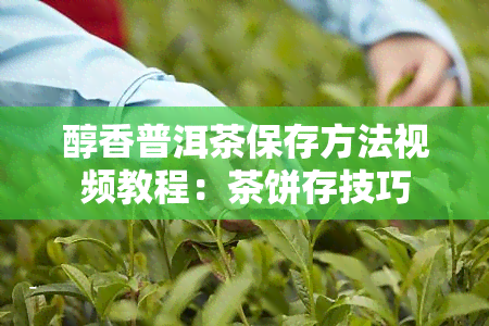 醇香普洱茶保存方法视频教程：茶饼存技巧