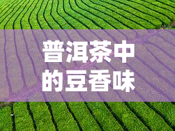 普洱茶中的豆香味：含义与口感解析