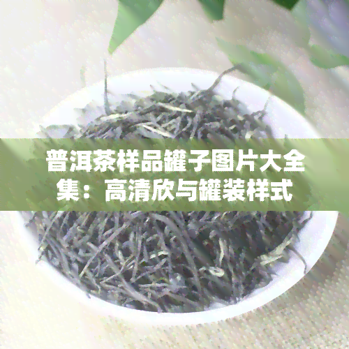 普洱茶样品罐子图片大全集：高清欣与罐装样式