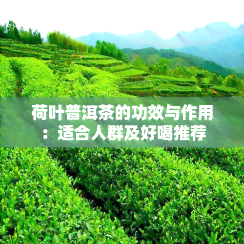 荷叶普洱茶的功效与作用：适合人群及好喝推荐