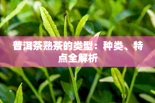 普洱茶熟茶的类型：种类、特点全解析