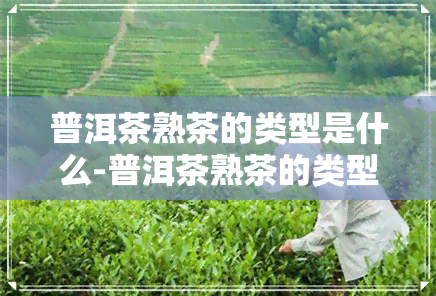 普洱茶熟茶的类型是什么-普洱茶熟茶的类型是什么茶