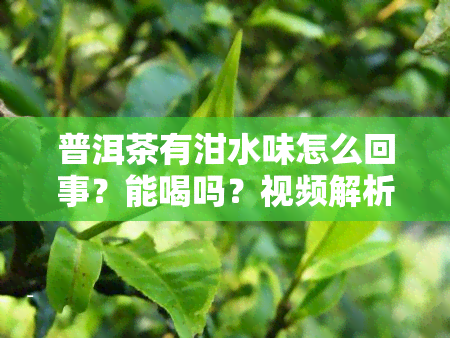 普洱茶有泔水味怎么回事？能喝吗？视频解析与原因分析