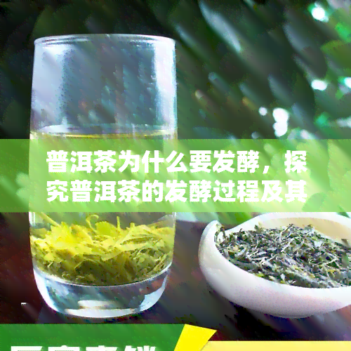 普洱茶为什么要发酵，探究普洱茶的发酵过程及其重要性