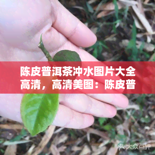 陈皮普洱茶冲水图片大全高清，高清美图：陈皮普洱茶冲泡过程全记录