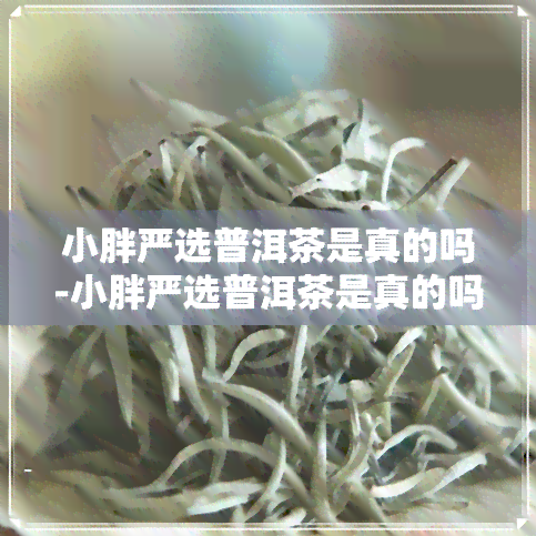 小胖严选普洱茶是真的吗-小胖严选普洱茶是真的吗还是假的