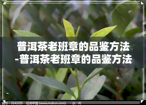 普洱茶老班章的品鉴方法-普洱茶老班章的品鉴方法是什么