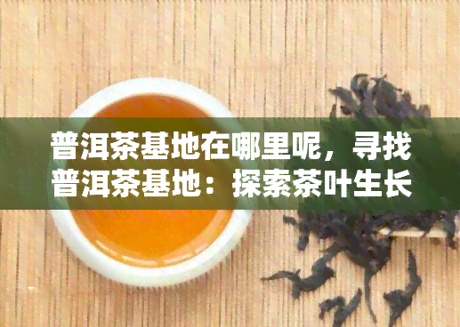 普洱茶基地在哪里呢，寻找普洱茶基地：探索茶叶生长的黄金之地