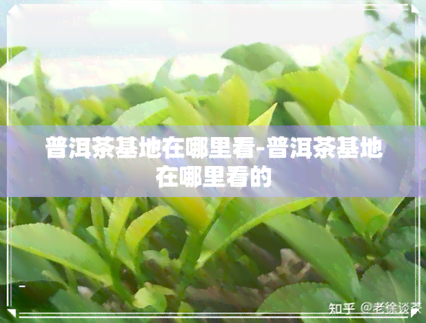 普洱茶基地在哪里看-普洱茶基地在哪里看的