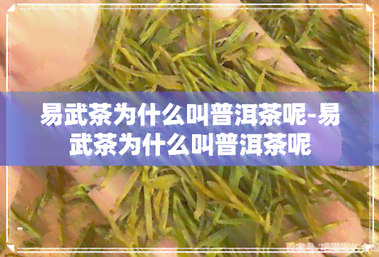 易武茶为什么叫普洱茶呢-易武茶为什么叫普洱茶呢