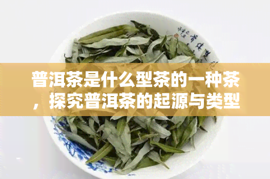 普洱茶是什么型茶的一种茶，探究普洱茶的起源与类型：它属于哪一种茶？