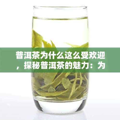 普洱茶为什么这么受欢迎，探秘普洱茶的魅力：为何备受喜爱？