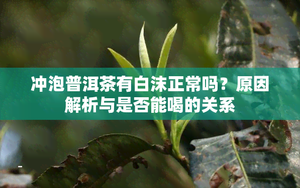 冲泡普洱茶有白沫正常吗？原因解析与是否能喝的关系