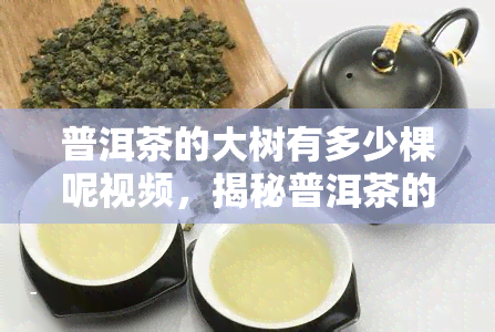 普洱茶的大树有多少棵呢视频，揭秘普洱茶的种植之谜：大树数量惊人！