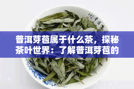 普洱芽苞属于什么茶，探秘茶叶世界：了解普洱芽苞的分类和特点