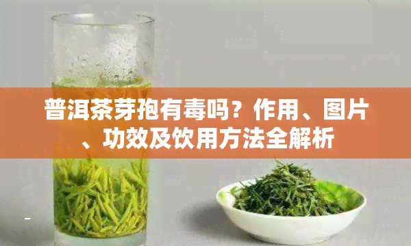 普洱茶芽孢有吗？作用、图片、功效及饮用方法全解析