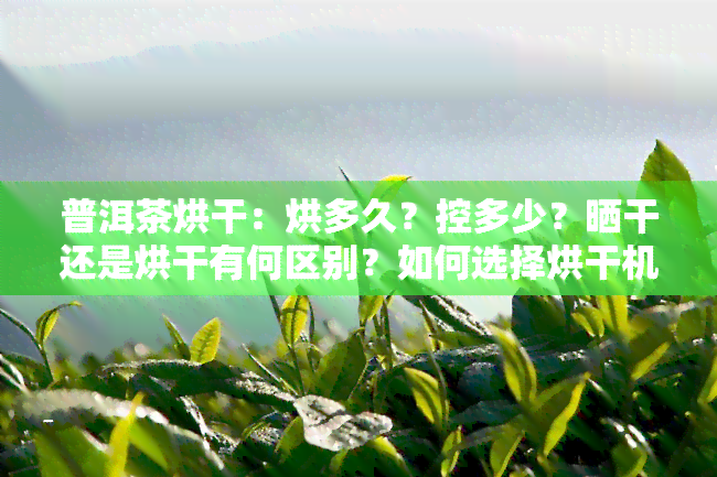 普洱茶烘干：烘多久？控多少？晒干还是烘干有何区别？如何选择烘干机？