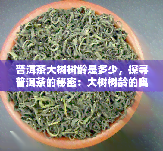 普洱茶大树树龄是多少，探寻普洱茶的秘密：大树树龄的奥秘