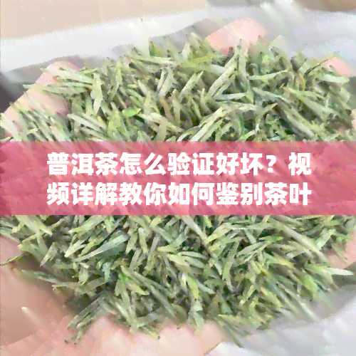 普洱茶怎么验证好坏？视频详解教你如何鉴别茶叶品质